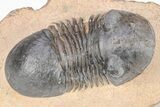 Corynexochid (Paralejurus) Trilobite - Lghaft, Morocco #208943-2